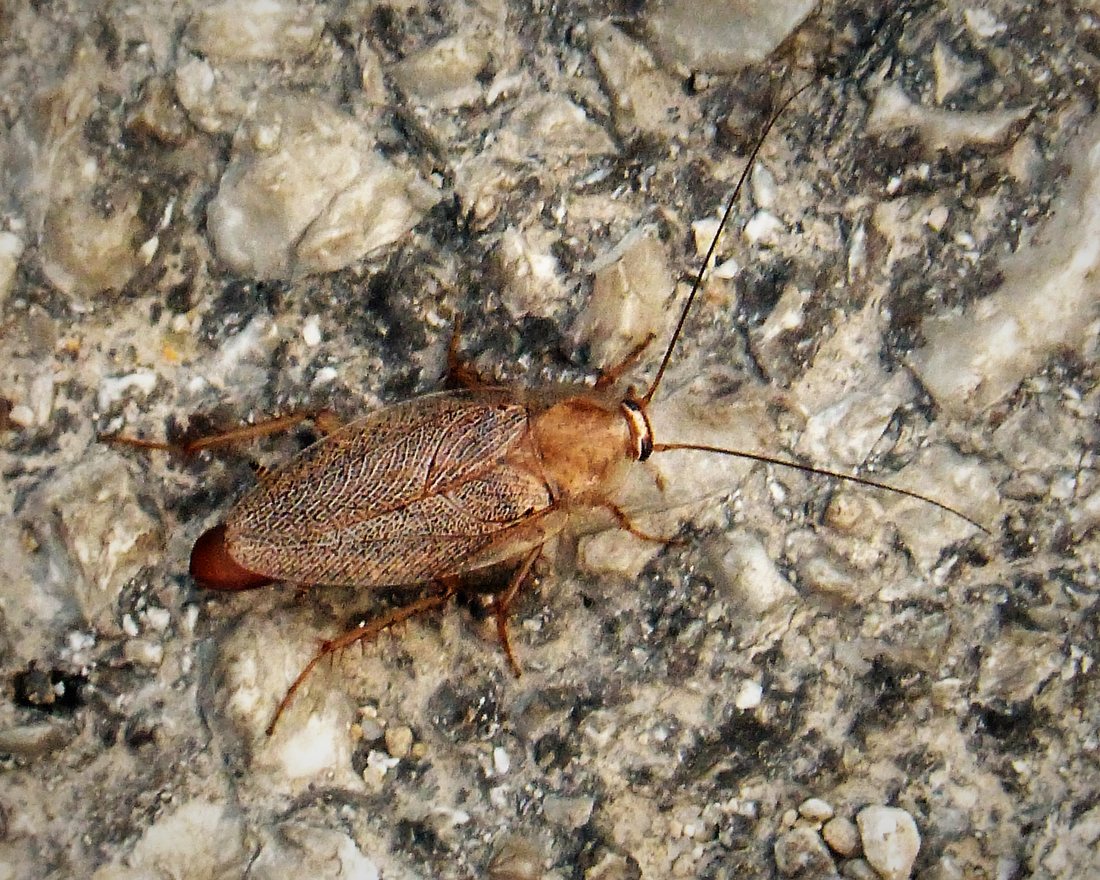 Cafard de cuisine, blatte germanique (Blattella germanica), vue dorsale