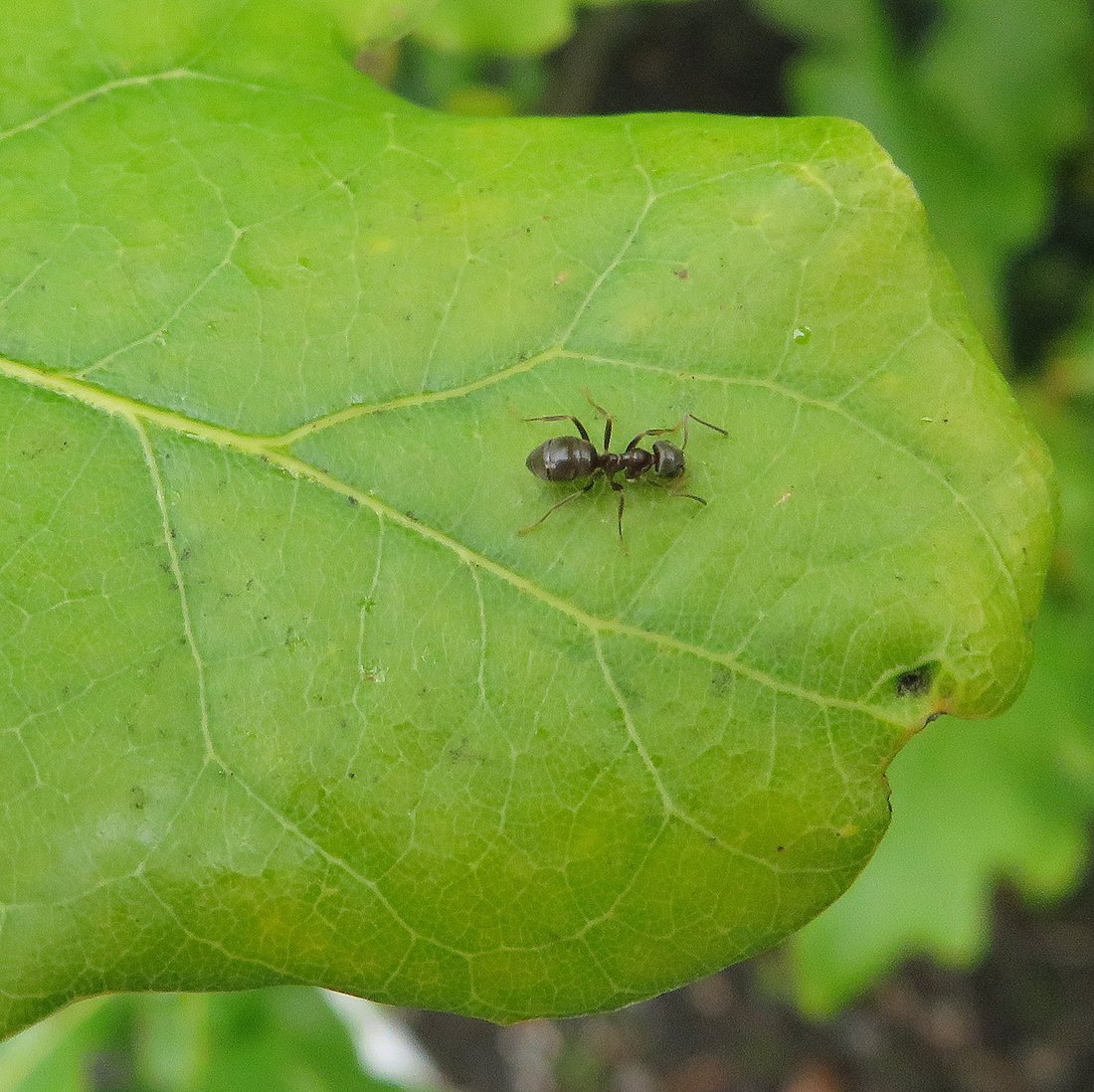 Fourmi noire des jardins (Lasius niger), vue dorsale