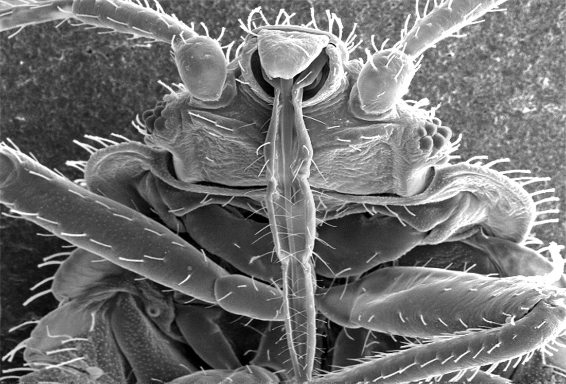 Punaise de lit (Cimex lectularius), micrographie électronique