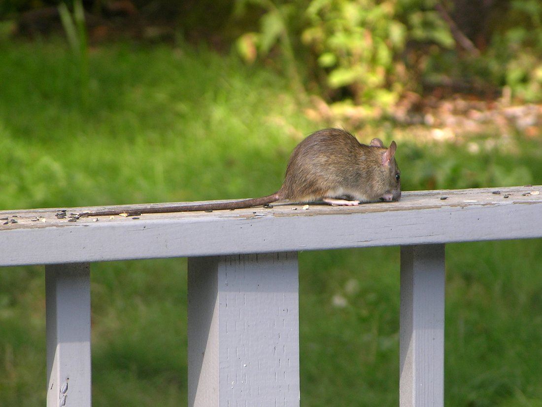 Rat noir (Rattus rattus), le rat des toitures et des étages, photographié