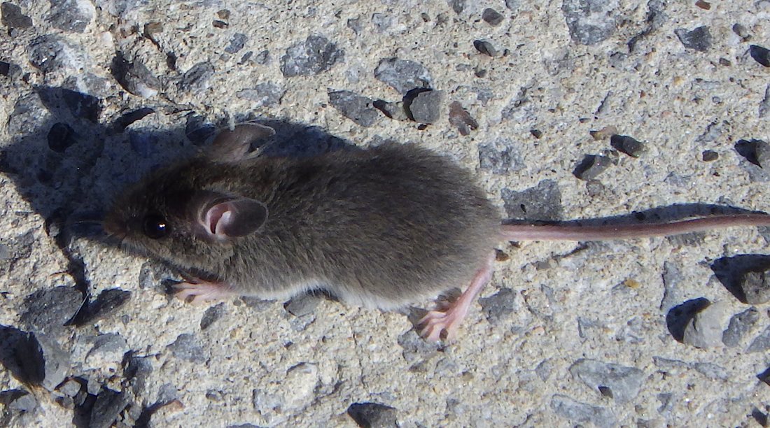 Souris domestique (Mus musculus), photographiée
