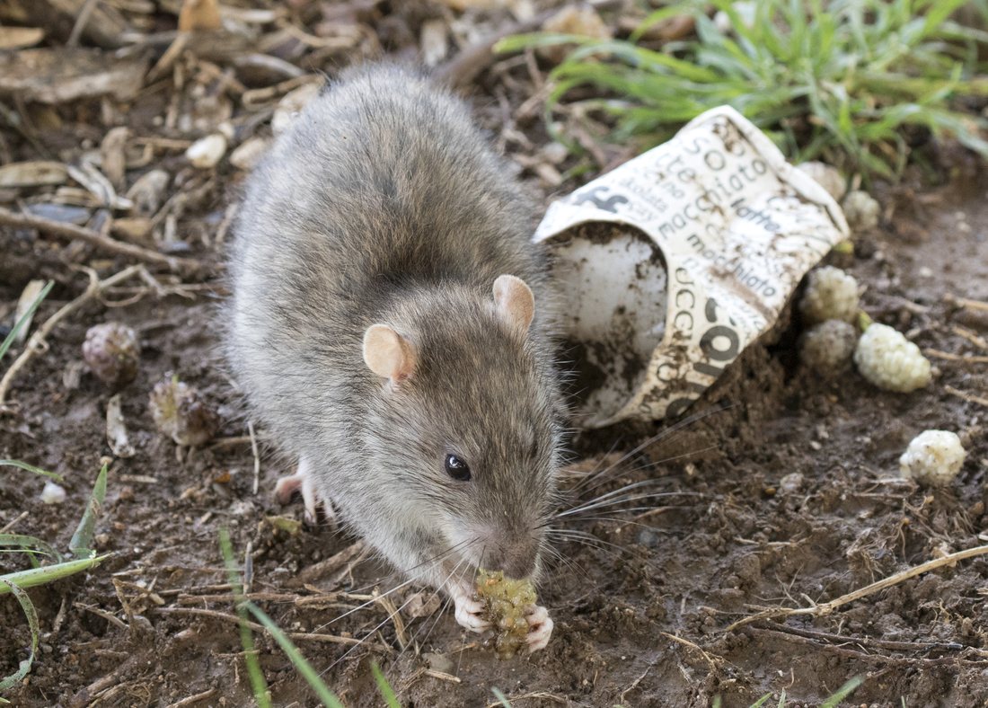 Surmulot (Rattus norvegicus), le rat brun de Paris, photographié