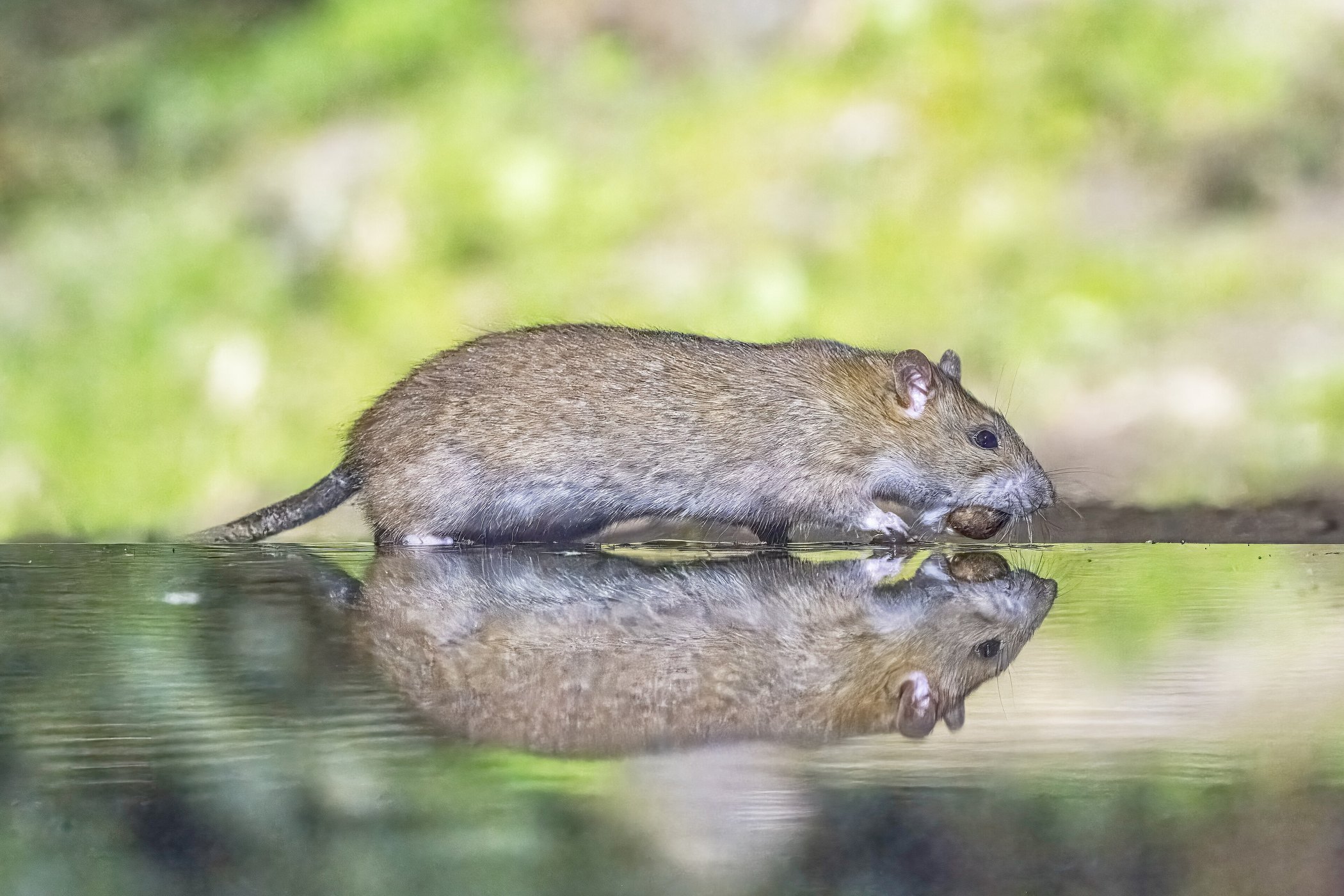 Surmulot (Rattus norvegicus), le rongeur le plus présent dans les caves et les cours d'immeubles à Paris